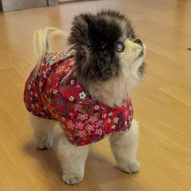 Ein kleiner flauschiger Hund präsentiert seinen maßgeschneiderten Regenmantel aus geblümtem Material